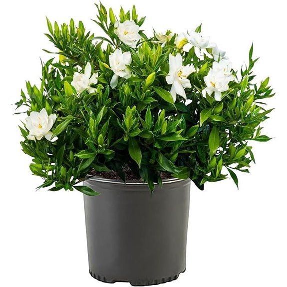 7 Best Pool Landscaping Plants for 2026 3 Shrub Frostproof Gardenia 2.5 Qt White Blooms