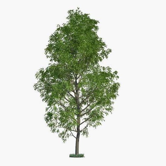 10 Best Shade Trees for Backyards in 2026 1 10 Hybrid Poplar Tree Cuttings | Fast-Growing Shade & Privacy Trees