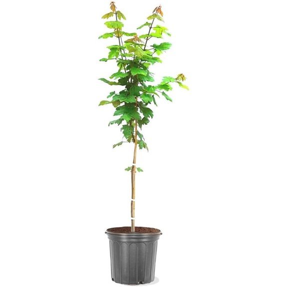 10 Best Shade Trees for Backyards in 2026 2 The Maple Autumn Blaze Tree (1 Gallon)