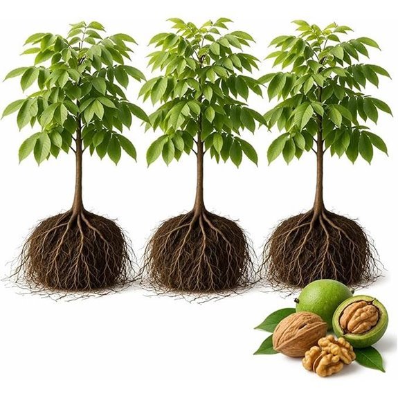 10 Best Shade Trees for Backyards in 2026 7 3 White Walnut (Butternut) Seedlings for Planting