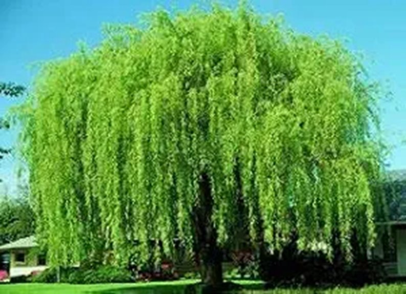 10 Best Shade Trees for Backyards in 2026 9 4 Weeping Willow Cuttings - Fast Growing Trees