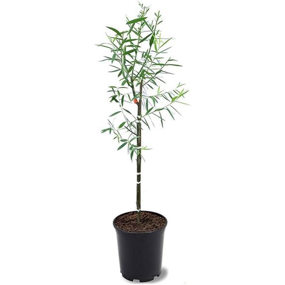 10 Best Shade Trees for Backyards in 2026 5 Weeping Willow Shade Tree (2-3 ft 1 gal)